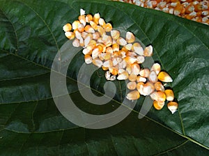 Brown tree leaves on corn seeds, close up photo