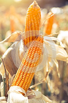 Dried corn maize crops