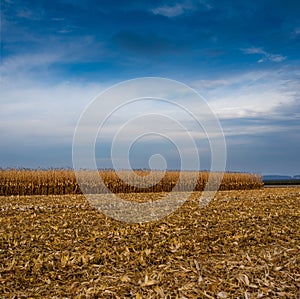Dried corn maize field, blue cloudy sky