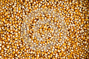 Dried corn or maize kernels