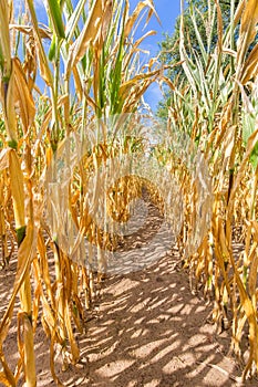 Dried corn plants as agricultural damage