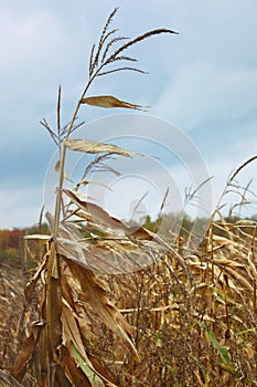 Dried corn stalk in cold autumn wind