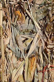 Dried corn stalks