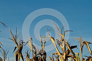 Dried corn stalks with copy space