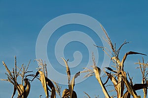 Dried corn stalks with copy space