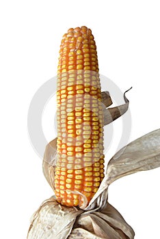 dried corn