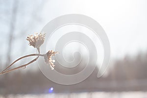 Dried cornflower plant meadow in winter in sunlight