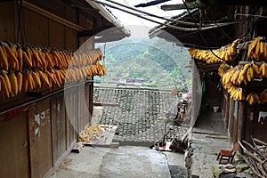 Dried Corns with Chinese Minority Village