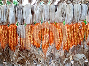 dried corns hanging in rows