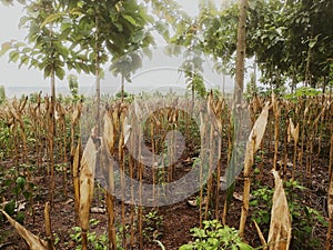 dried corns tree in corn field