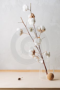 Dried cotton branches