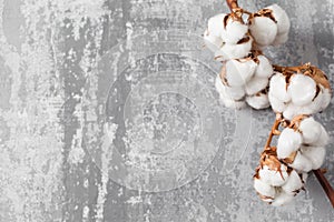 Dried cotton plant flower on old grey background. Close-up, copy space.