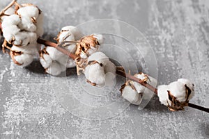 Dried cotton plant flower on old grey background. Close-up, copy space.