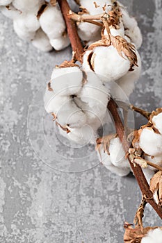 Dried cotton plant flower on old grey background. Close-up, copy space.