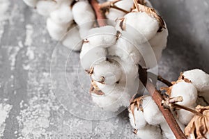 Dried cotton plant flower on old grey background. Close-up, copy space.