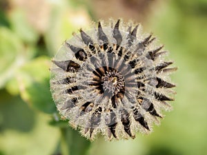 Dried country mallow flower
