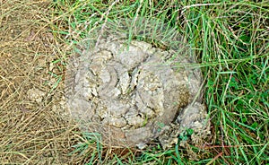 Dried cow dung on the grass