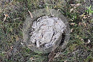 Dried cow dung in the grass. The excrement of livestock