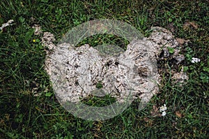 Animal excrement on a meadow photo
