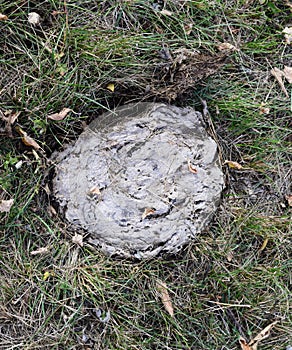 Dried cow  in the grass. The excrement of livestock