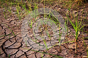 Dried and cracked eart