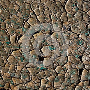 Dried, cracked earth forms an irregular mosaic pattern. The parched surface is