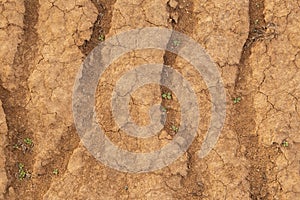 Dried and cracked earth with little green plants. Abstract background texture