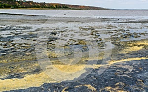 A dried and cracked layer of dead crustaceans Artemia salina and their yellow eggs on the bank of the Kuyalnik estuary, Odessa