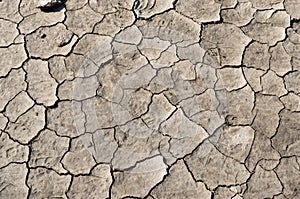 Dried and cracked mud