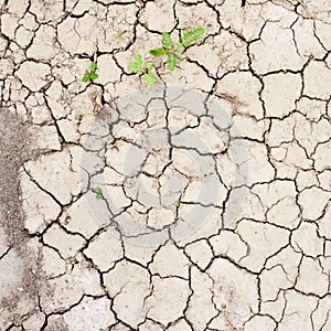 Dried and cracked mud soil fragment