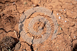Dried and cracked soil close-up