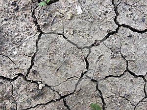 Dried cracks in the earth`s earth have a background texture. Mosaic pattern of sunny dry soil. Sprouts