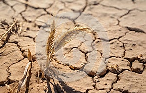 Dried crops close up over a cracked dry land, food crisis concept. Generative AI realistic illustration