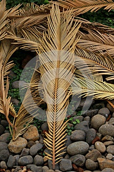 Dried Cycad Leaves