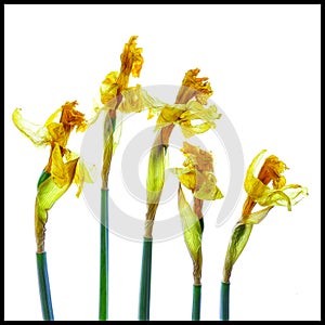 Dried daffodils