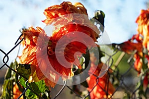 Almost dried Dahlia variabilis flower