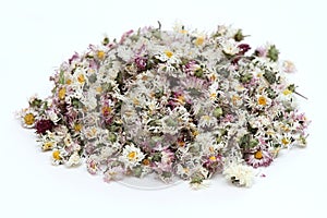 Dried daisy flowers,lat. Bellis perennis, also bruisewort photo
