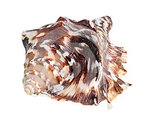 Dried dark brown conch of muricidae mollusc cutout