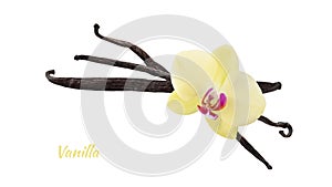 Dried dark brown vanilla pods and yellow orchid flower isolated on white background. Aromatic vanilla beans as spice