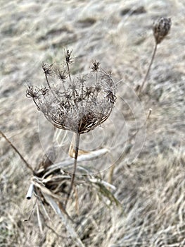 Dried Daucus carota Plantarium plant on a field in nature in early spring