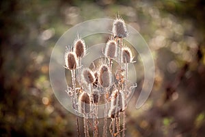 Dried dead brown milk thistle, in fall and winter. The thistle, or silybum marianium, is a spike wild flower present in Europe.