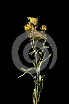 Dried dead Dandelion flower  on black background. Sample of a flower in oriental style with pastel colors.