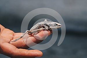 Dried dead frog showing its body skeleton on hand isolated on white