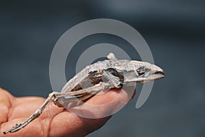 Dried dead frog showing its body skeleton on hand isolated on white