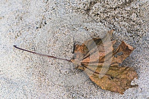 Dried dead leaf on sand