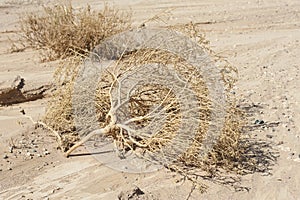 Dried dead plants in an arid desert