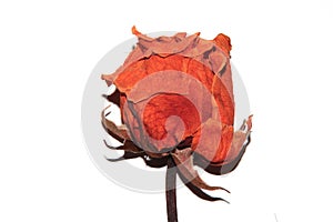 Dried Dead Red Roses Dead Flowers On White Background