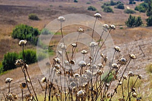 Dried dead sunflowers and vast mountain landscape with green trees, blue sky, and clouds at Chino Hills State Park photo