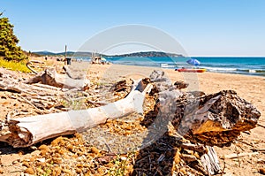 Dried dead tree trunks lying on the sea beach sand in Tenda Gialla, Province of Grosseto, Tuscany photo