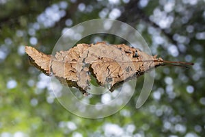 Dried decaying leaf on a mirror with green tree foliage defocused in the background